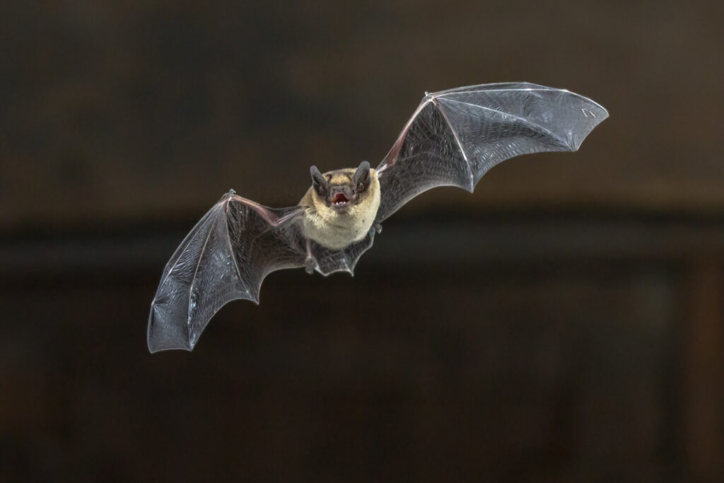 Natuurvriendelijk isoleren voorbeeld vleermuis